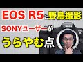 【EOS R5 考察】SONYユーザーから見て野鳥撮影で羨ましい点【スペック番長】