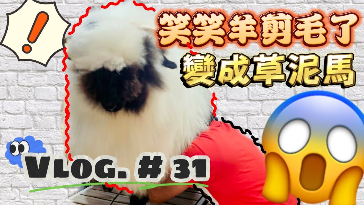 #31 笑笑羊不見了！？土星剪毛變草泥馬🤣｜我們的最後一次剃毛回憶！#笑笑羊