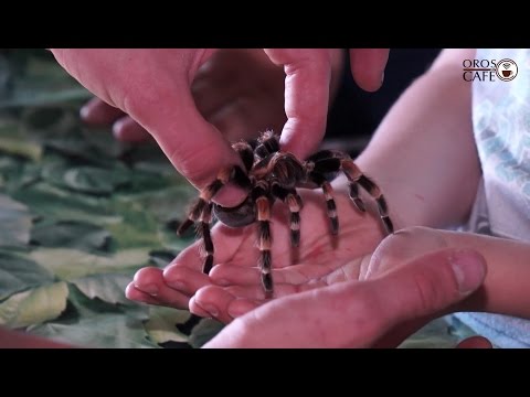 Videó: Tarantula pók. egzotikus szépség