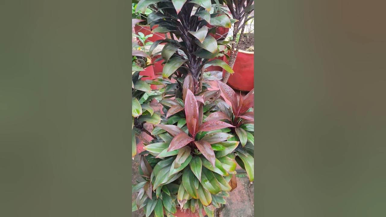 baby-dool-draceana-in-my-garden-shorts-gardening-youtube