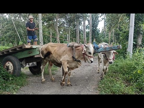 Manuver Sapi Oleng || Cikar Jember - YouTube