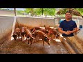 Criação de Porcos Suínos do Paulo + Motivação🐷🐖⏳️🙏