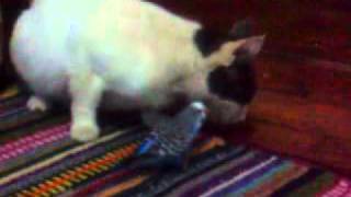 Crazy Cat And Bird