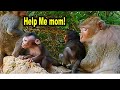 (full Raw Action) Nasty Monkey Tara Catches Baby Goldie Again at the Evening