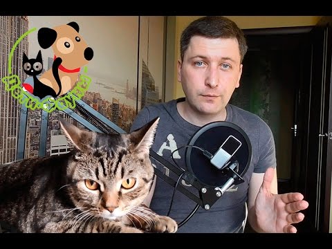Видео: Как договориться с ветеринаром (за пять простых шагов)