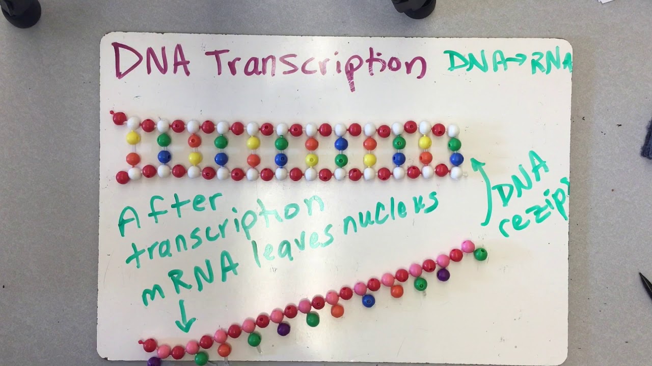 DNA Transcription modeled with beads YouTube