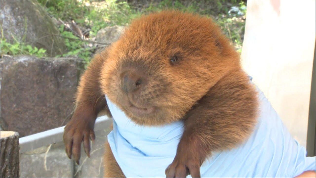 まんまるでふわふわ　アメリカビーバーの赤ちゃん神河町のヨーデルの森で公開