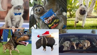 Animal Super Bowl Commercials Compilation The Best Animals Ads Review