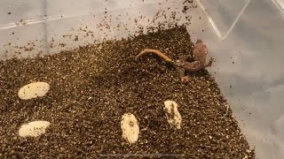 Using Vermiculite To Incubate Crested Gecko Eggs | They Finally Hatched!!! | DIY Reptiles