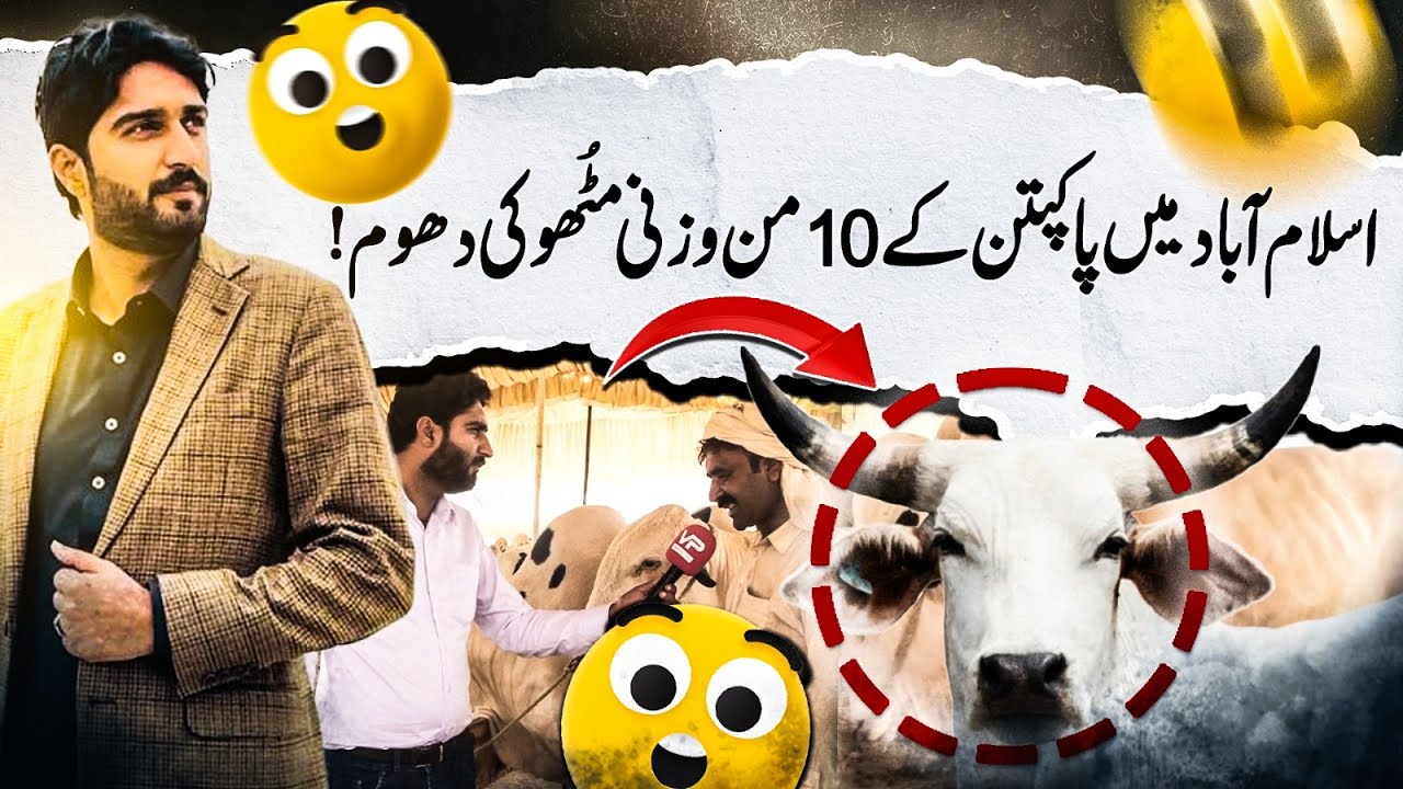 10kg Bull from Pakpattan Creating Buzz in Islamabad! | Tabbasum Riaz Ranjha | Vision point Urdu.