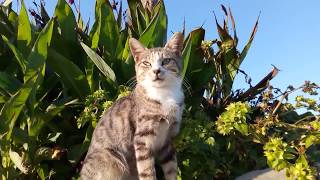 野良猫「今週は台風大した事なくて良かったニャ」