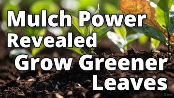 Stop Guessing! Unlock Your Soil’s Hidden Power with the Perfect CN Ratio