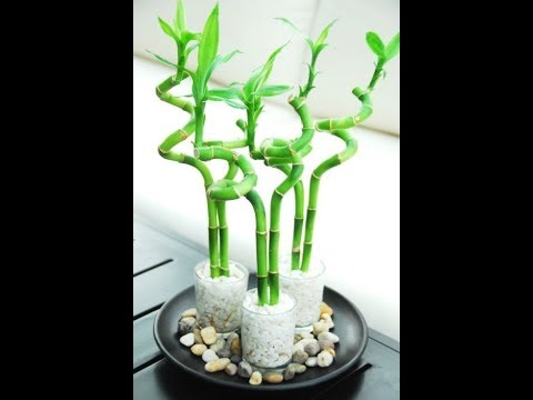 تصویری: مراقبت از بامبو بهشتی: نحوه رشد گیاهان بامبو بهشتی