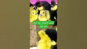 كيفيه التعامل مع البط عمر يوم صلوا على النبي ترند اكسبلور 