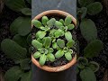 Gerbera Daisy Seed to Full Bloom in 46 Days 🌼 Satisfying Time-Lapse