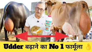 ये राज है गाय भैंस की लेवटी बढ़ाने का How Increase Udder Of Cow / Buffalo In Dairy Farming