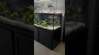 Fish Room Tour! (1,000 Gallons)