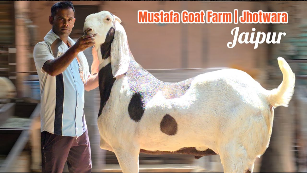 WHITE GUJRI & MUNDA 44
