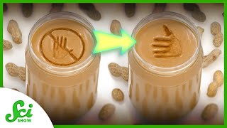 How We Could Beat Childhood Peanut Allergies Scishow News