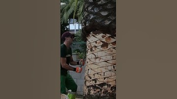 Palm trimming canari palm#shorts #viral