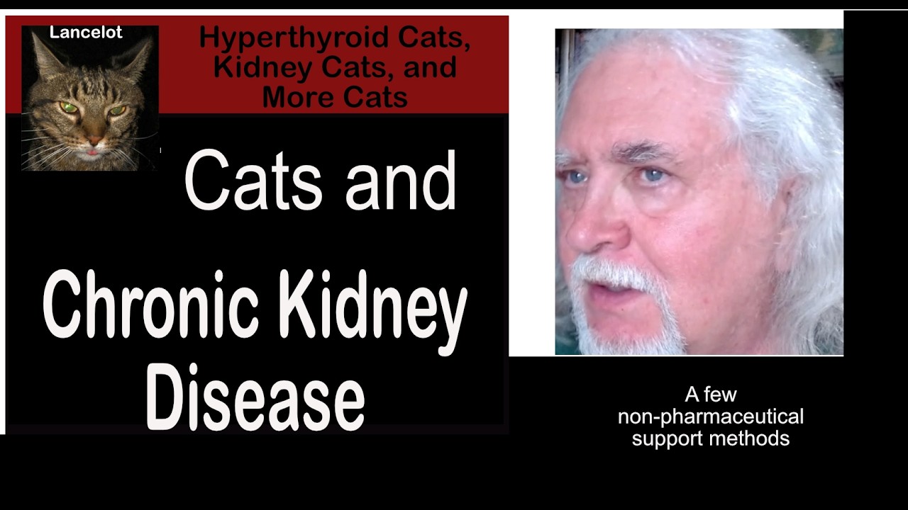 Cats and Coping with Chronic Kidney Disease: Some Non-Pharmaceutical Approaches