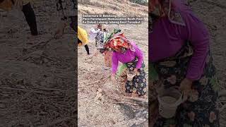 Mincam (Menanam padi ladang) tradisi yang hampir hilang, #merangin #jambi