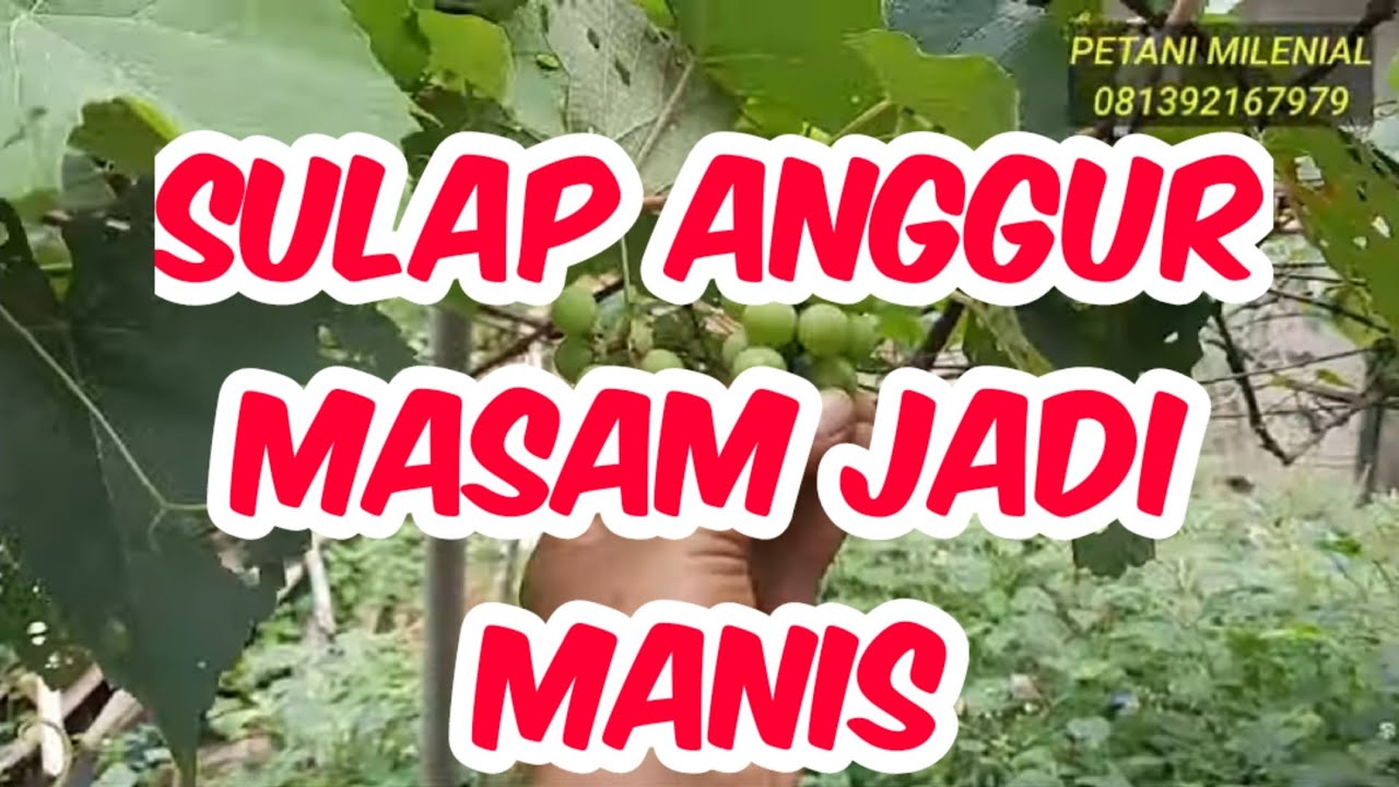 CARA MENGUBAH ANGGUR MASAM JADI MANIS||BAGAIMANA CARANYA???