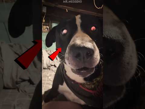 Something Took My Dog’s Place