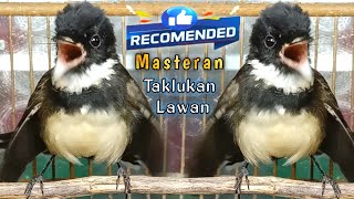 masteran taklukan lawan khas tembakan keras srikatan kipas.