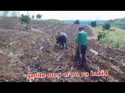 Video: Paano ka mag-aararo ng bukid?