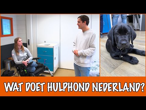 Video: Hoe Een Hulphond Te Trainen?