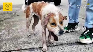 Dog with Broken Jaw Still Wagging Tail Towards People Despite Pain