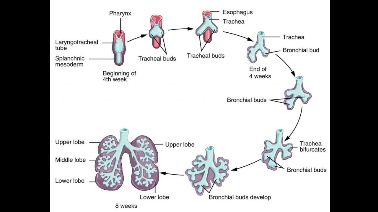 USMLE First aid | Pneumonic | stages of lung development | embryo ...