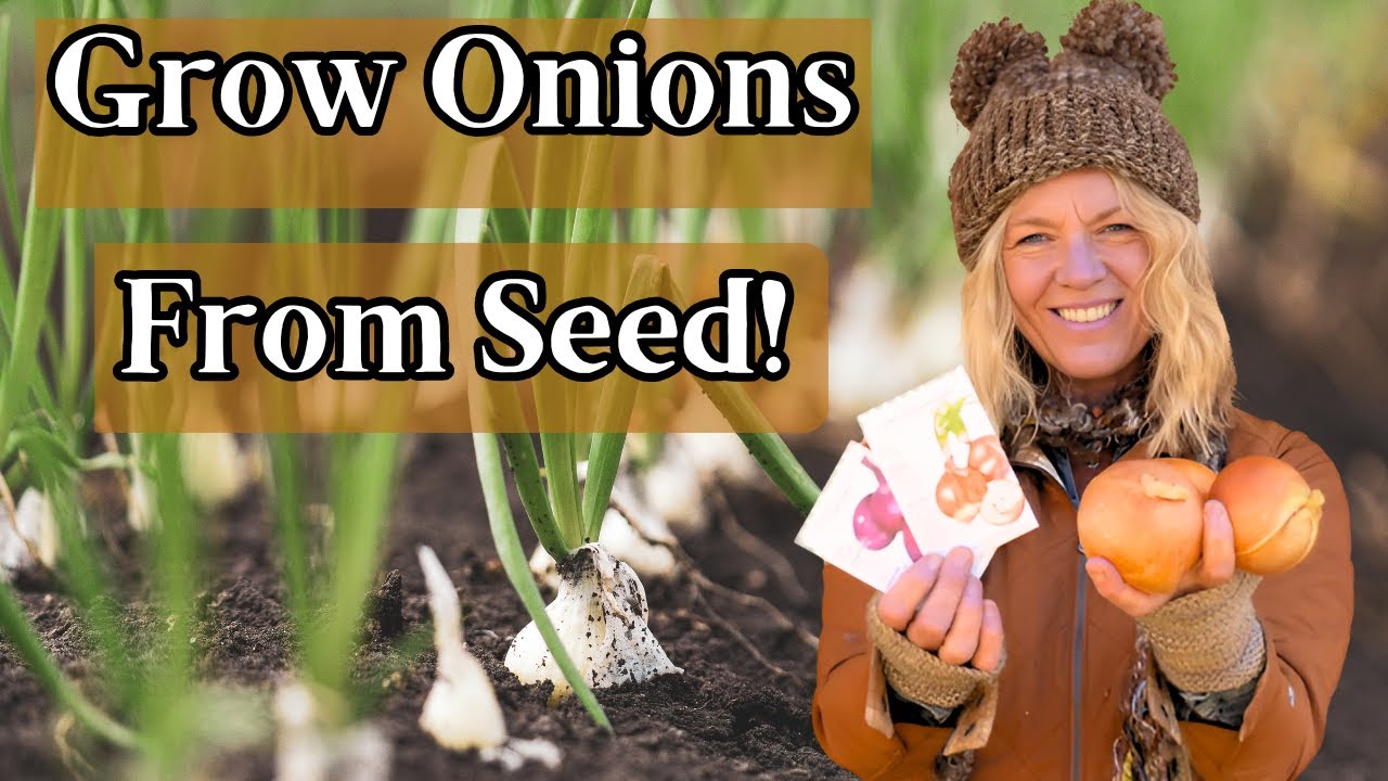Planting Onions from Seed Made Easy: Short-Day vs. Intermediate vs. Long-Day Onions