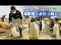 エンペラーペンギン赤ちゃん「海獣館」へお引っ越し！
