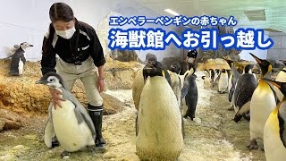 【エンペラーペンギン赤ちゃん】「海獣館」へお引っ越し