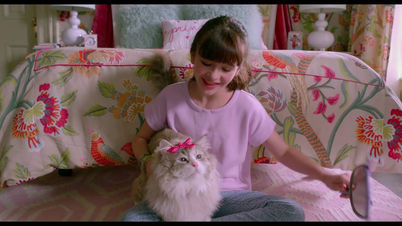 Jak zostać kotem (2016) online, VOD, cały film
