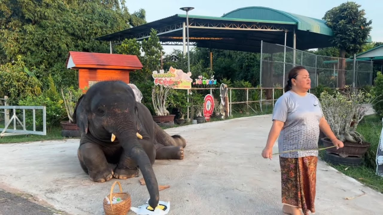 น้องดาวมงคล  แอบขโมยกิน ทุเรียน ก่อนใส่บาตร  แม่ไล่ตี