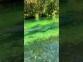 Meanwhile, on the Weeki Wachee River… #manatee #florida #vibes #love #river #knightventures