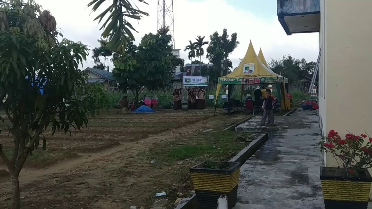 Panen Kembang Kol di Pangkalan Kerinci YouTube