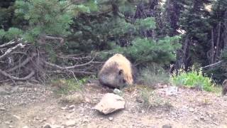Marmot at Hurricane Ridge