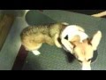 Gypsy learns to skateboard