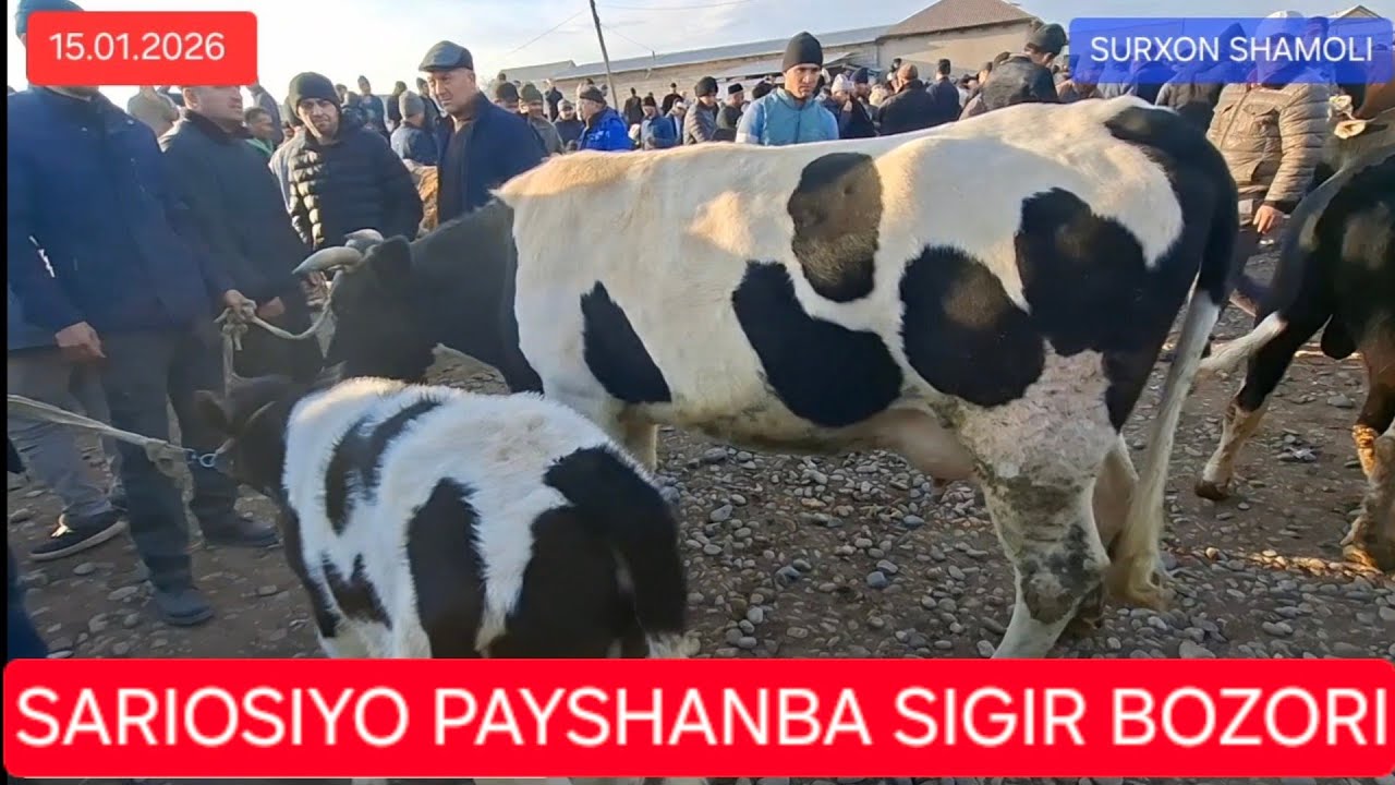 15.01.2026 SARIOSIYO PAYSHANBA MOL NOZORI SIGIR , G'UNAJIN NARXLARI