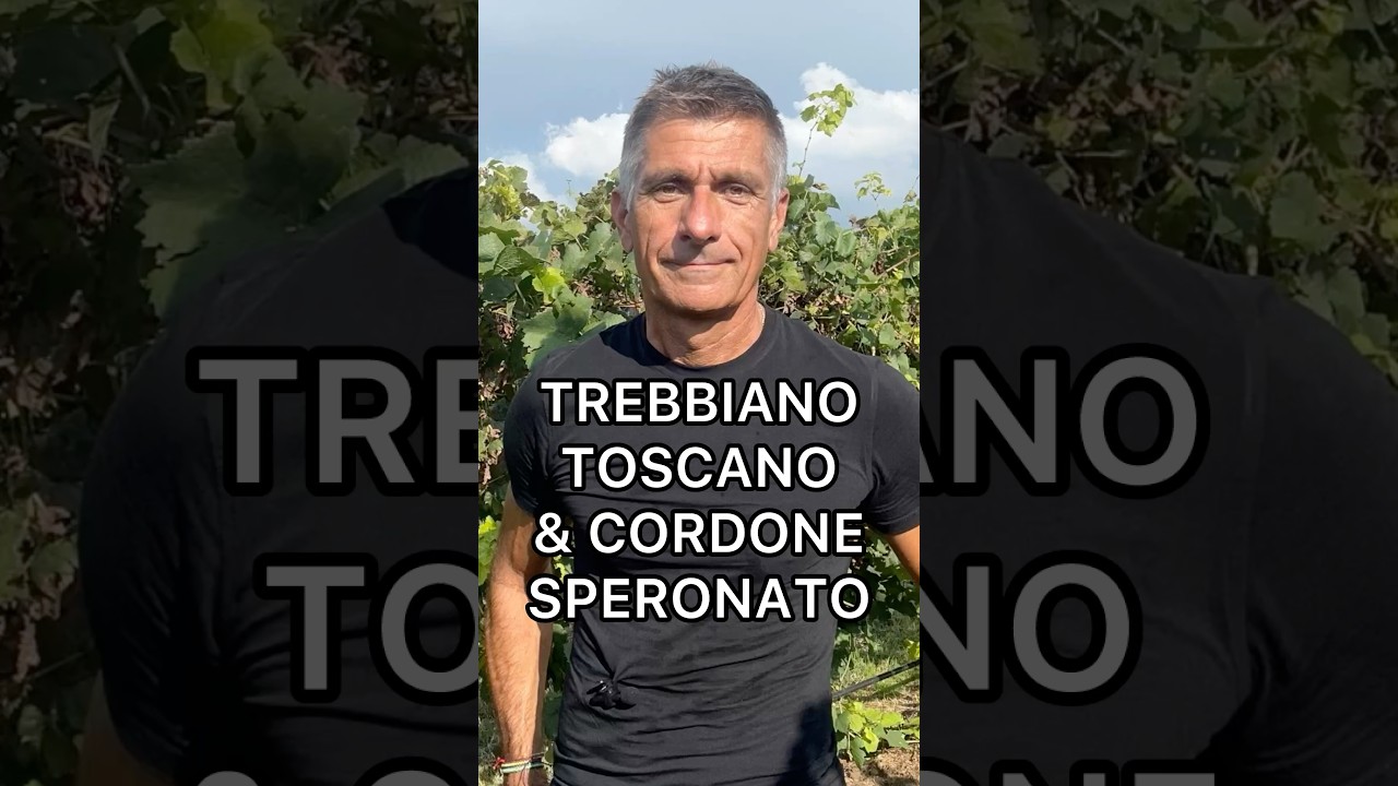 Trebbiano toscano & cordone speronato