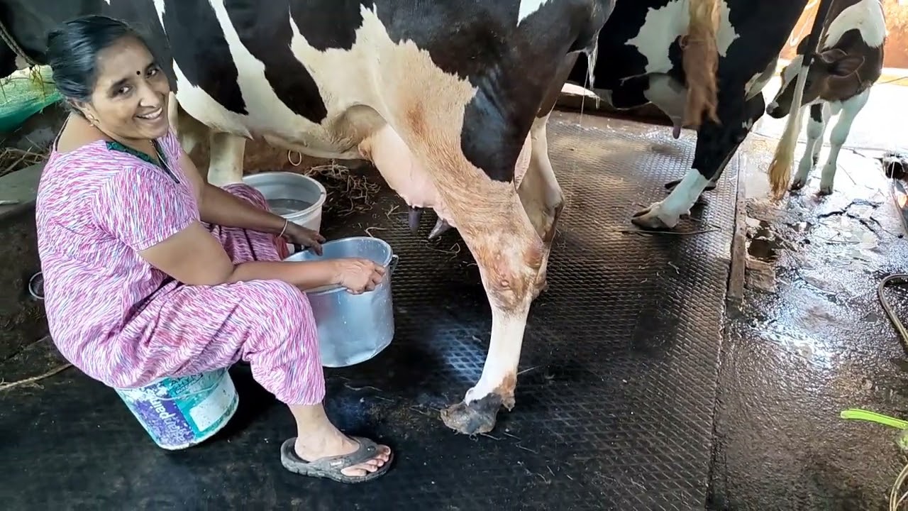 ദേവൂട്ടിയുടെ ഉച്ചക്കറവ കാണാം 