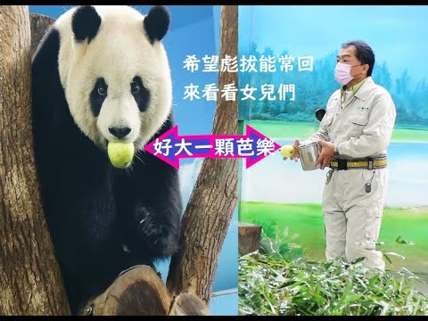 圓仔心愛的彪爸比回來了給好多點心一顆好大的芭樂圓仔開心極了20240325