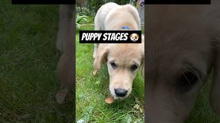 I sure miss the puppy times #goldenretriever #tbt #dogs