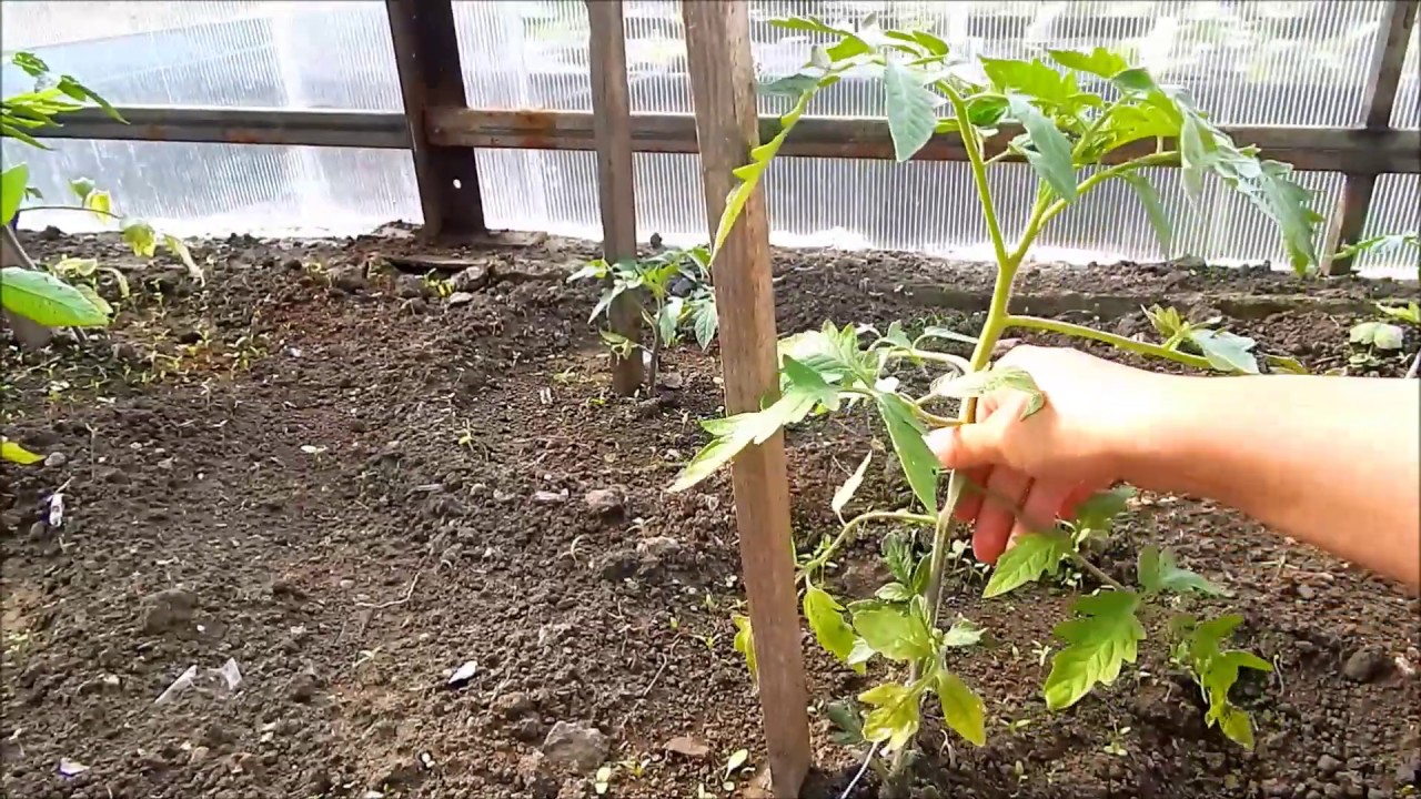 Обрезка пасынков у томатов!🍅🌿 - YouTube