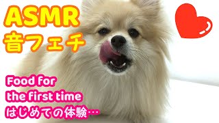 ASMR Dog Reviewing of Blueberry Fruits【犬 咀嚼音フェチ】(Funny & Cute dog Pomeranian puppy, Princess POM)