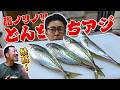 【兄貴ご満悦】脂が限界突破！最高峰のトロアジが最強すぎた